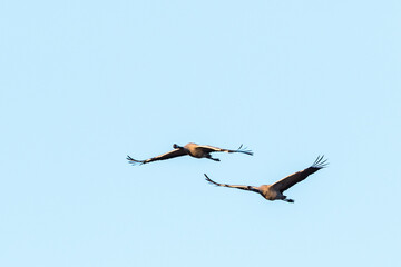 Flying cranes against blue sky in spring