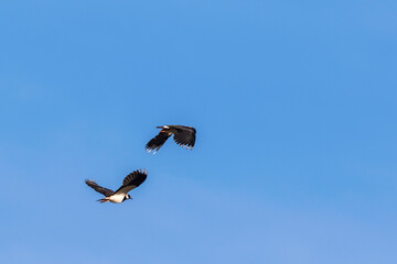 Northern lapwing flying in the sky