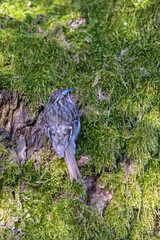 Eurasian Treecreeper on a tree trunk
