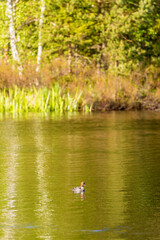 Goldeneye bird in a forest lake