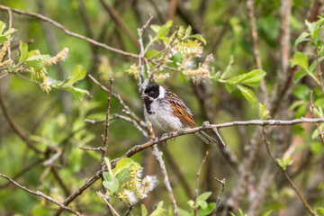 Reed Bunting on a branch