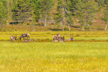 Flock of reindeer grazing on a bog