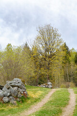 Dirt road at an old rural landscape in the springtime