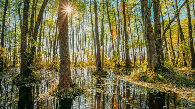 4K 5K Forest Trees Woods Standing In Flood Water After Autumn Rains. Beautiful autumn landscape TimeLapse Time-Lapse. Sun Shining During Sunny Sunset Evening