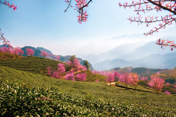 Cherry blossom and tea hill in Sapa, Vietnam. Sa Pa was a frontier township and capital of former...