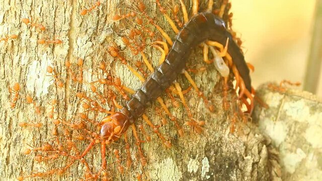 Ants biting a centipede on tree, out door Chiangmai Thailand