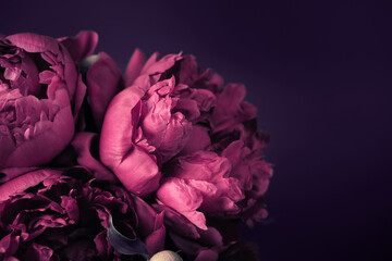 Beautiful purple peonies bouquet close-up, soft focus. Dark Spring or summer floral background....