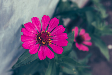 Selective Focus pink, magenta aster flowers in the garden which was blooming beautifully,  blooming...
