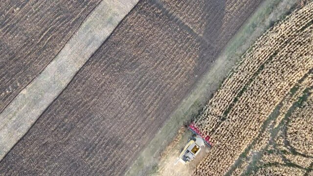 Combine harvester in the field. Aerial view of the combine. Harvest season. Corn