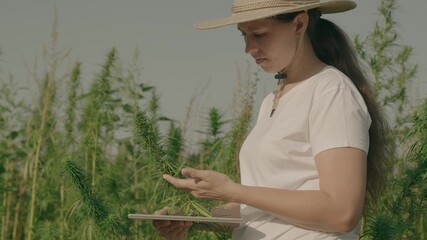 farmer with tablet in his hands works in field with hemp, drug addiction growing, business of growing hemp seeds plantations of land, green cannabis, agriculture, plant with drug addicted properties
