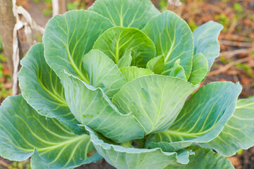 Bio Organic Head of Yuong Cabbage Growing in Garden Non-toxic Vegetable Garden Plants that Grow on Ground Agriculture Healthy Food Farm Organic Vegetable Background in Freshness Farm Close-up Top view