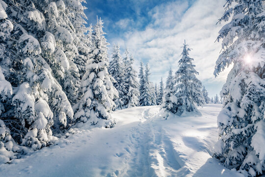 Christmas postcard. Frosty outdoor scene of mountain valley. Fir trees covered by fresh snow in Carpathian mountains. Stunning winter view of fir trees forest. Beauty of nature concept background..