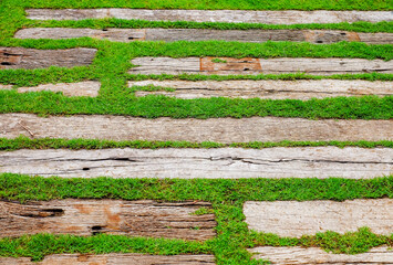 lawn pathway in green grass