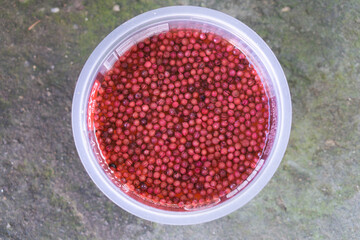 Closeup top view Conriander Seeds in plastic cup