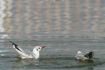 black headed gull in the sea area