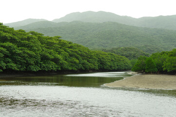 手つかずの自然が広がる西表島の原生林