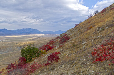 Bushes with bright red autumn foliage on a semi-desert mountainside.