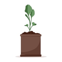 Seedlings of cabbage plants in pots. Cultivation of garden plants. Plant care. Vector illustration