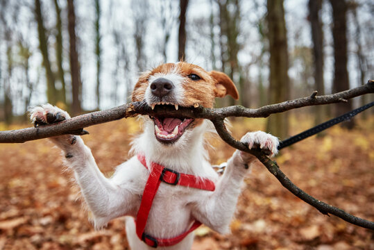 Dog have fun in autumn forest, gnaws wooden branch