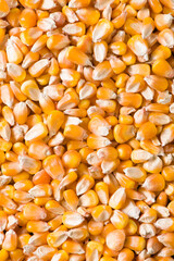 dried corn texture,yellow corn as background