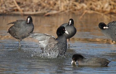 Eurasian coot taking a shower