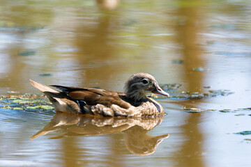 The mandarin duck swims in the reservoir in summer. A duck that has dropped its plumage is feeding in the pond.