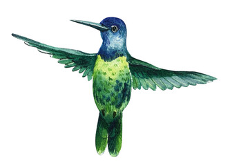 Hummingbird on a white background, watercolor illustration. Tropical bird flying