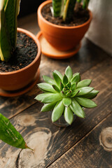 green home plant succulent on wooden windowsill. easy-to-care plant. vertically, selective focus