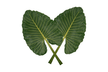 Green taro leaves isolated on a white background
