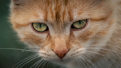Portrait of a ginger cat