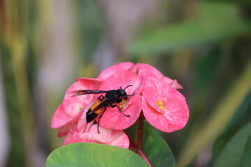 Vespa tropica, the greater banded hornet, is a tropical species of hornet found in Southern Asia, New Guinea and west Africa.