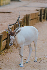 antilope at the zoo park