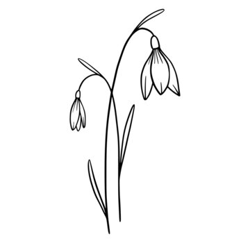Snowdrop flowers on white background. Hand-drawn illustration of a spring snowdrop flower. Drawing, line art, ink, vector.
