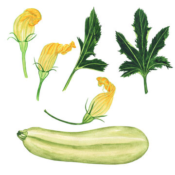 Set of zucchini and flower with leaf isolated on white background. Watercolor hand drawing illustration.