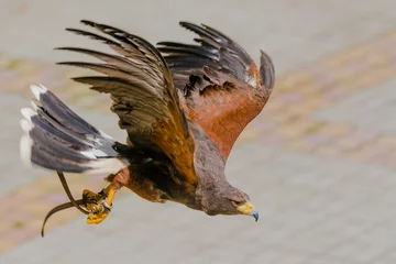 Zelfklevend Fotobehang red tailed hawk © Hristo Shanov
