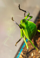 Giant leggy grasshopper (lat.Arachnacris corporalis).
  It is the largest grasshopper, reaching a length of 21.5 centimeters (with legs) and a wingspan of 20 centimeters. Found exclusively in Malaysia
