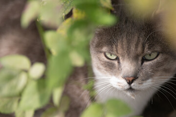 睨む猫