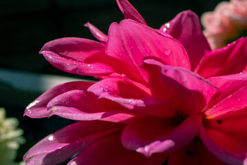 Fototapeta na wymiar Rain drops on pink dahlia