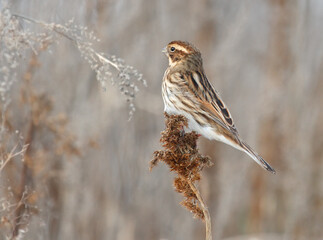Common reed bunting in winter