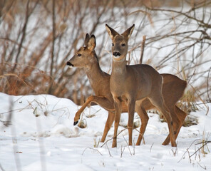 roe deer in winter