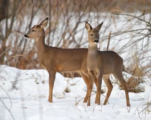 Fototapeten roe deer in winter © Mathias Pabst