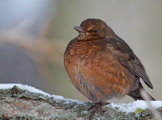 blackbird in winter