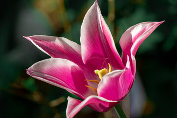 Pink and white tulip in full bloom