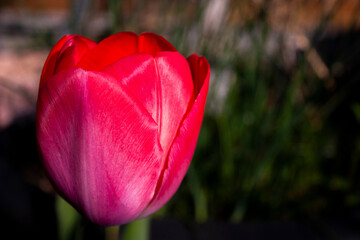 Tulip starting to open