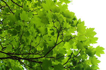 green leaves background