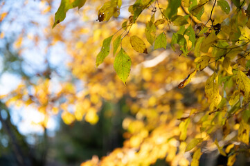 Yellow autumn leaves that are easy to use as a banner background, with copy space 