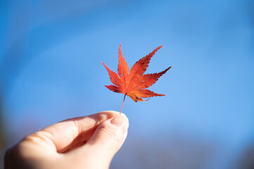 小さい秋みつけた風の美しい赤い紅葉一枚のクローズアップ