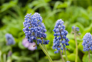 Fototapeta premium close up of a blue flower