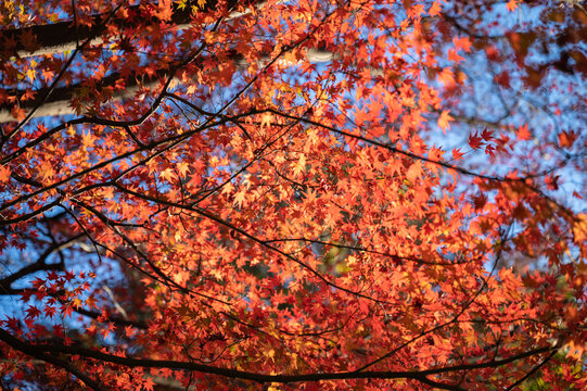 バナーの背景に使いやすい秋の赤い紅葉の広角　コピースペースあり