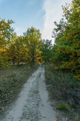 Fototapeta na wymiar Hiking route in a forest, autumn season colors in the morning
